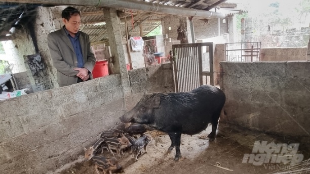 Từ năm 2020 đến nay, ông Cường duy trì được đàn lợn rừng hơn 100 con. Ảnh: Toán Nguyễn.