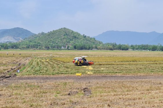 an-giang-tai-co-cau-lua-gao-ca-tra-zzwN.jpg