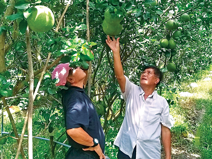 Bưởi da xanh đi tây và đắng - ngọt chuyện tồn sinh Bưởi Da Xanh Đi Tây Và Đắng - Ngọt Chuyện Tồn Sinh