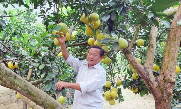 xay-dung-vung-san-xuat-hang-hoa-phuc-vu-xuat-khau-zfmQ.jpg