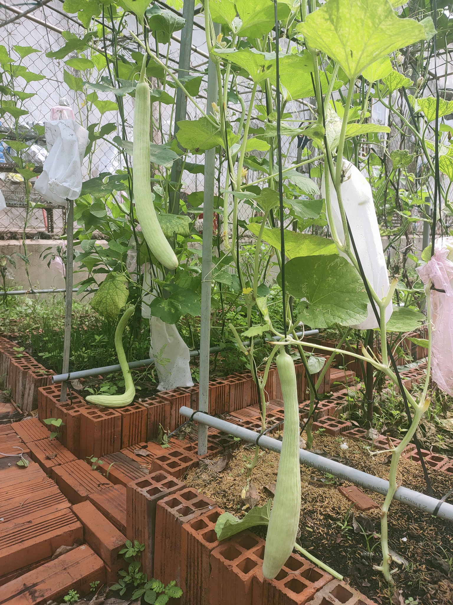 Loại dưa dài loằng ngoằng như con rắn, chị em thích thú đua nhau mua về trồng