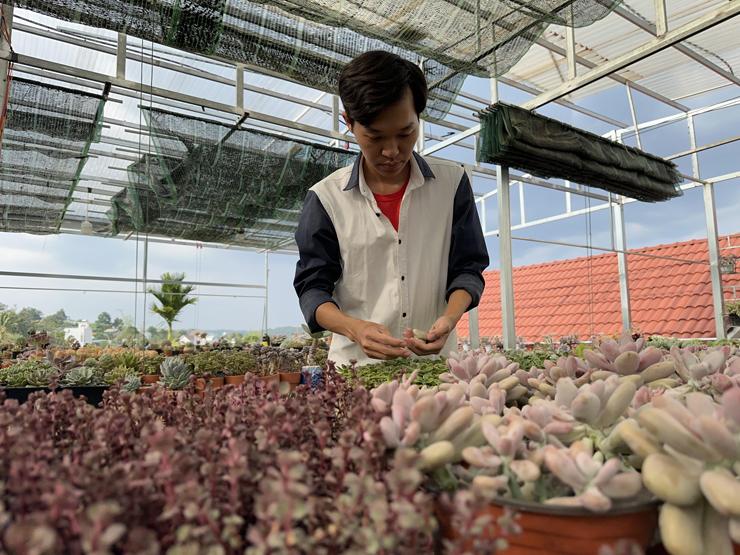 Nghỉ học về trồng và bán loại cây này, 9x thu về cả trăm triệu mỗi tháng