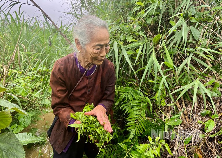 loai-cay-hoang-dai-tro-thanh-dac-san-van-nguoi-me--be871.jpg