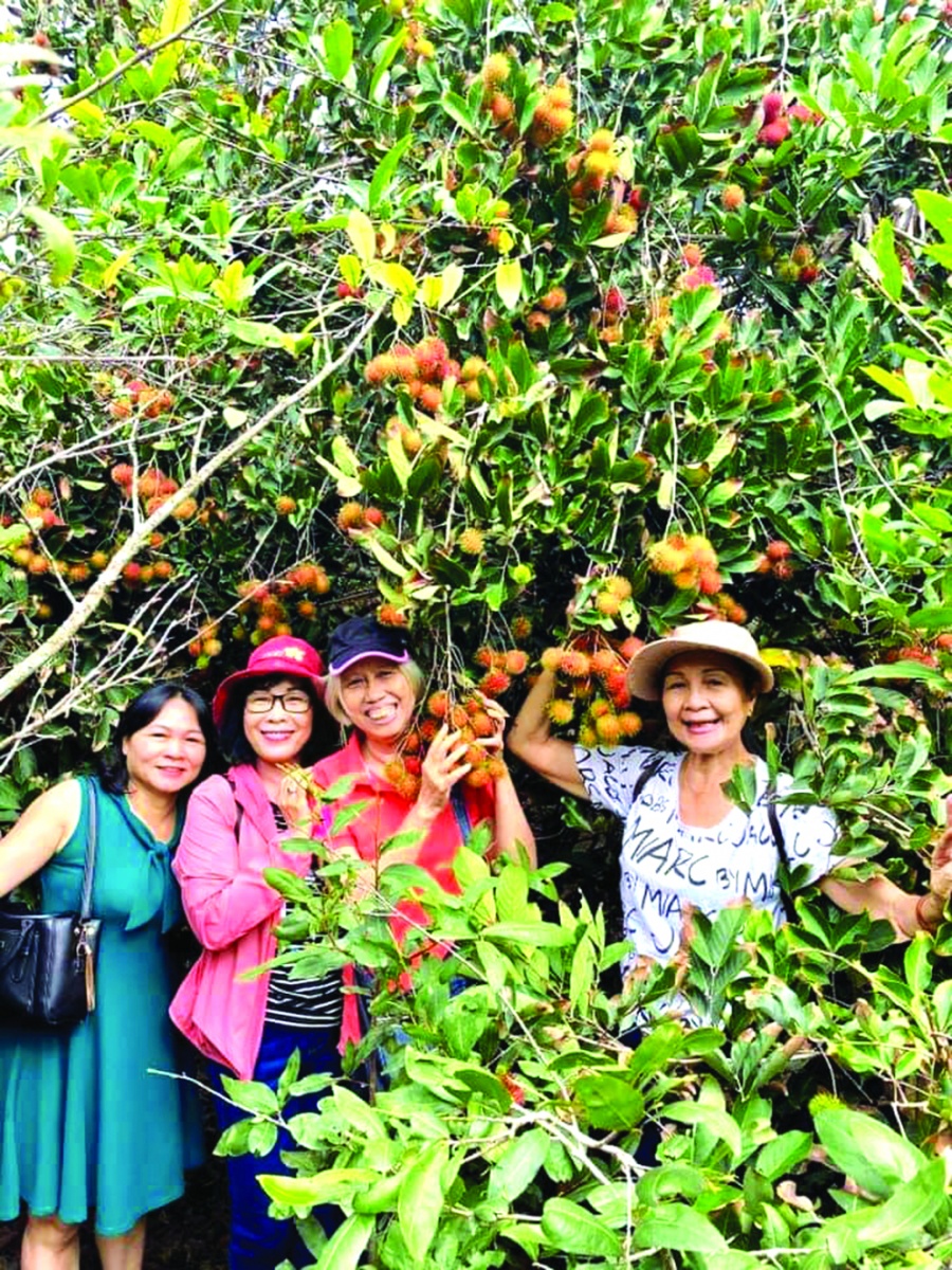 Vùng ven sông Sài Gòn có đủ điều kiện để cây ăn trái phát triển nhưng hiệu quả kinh tế từ vườn thấp khiến diện tích vườn thu hẹp  - ẢNH: S.V.