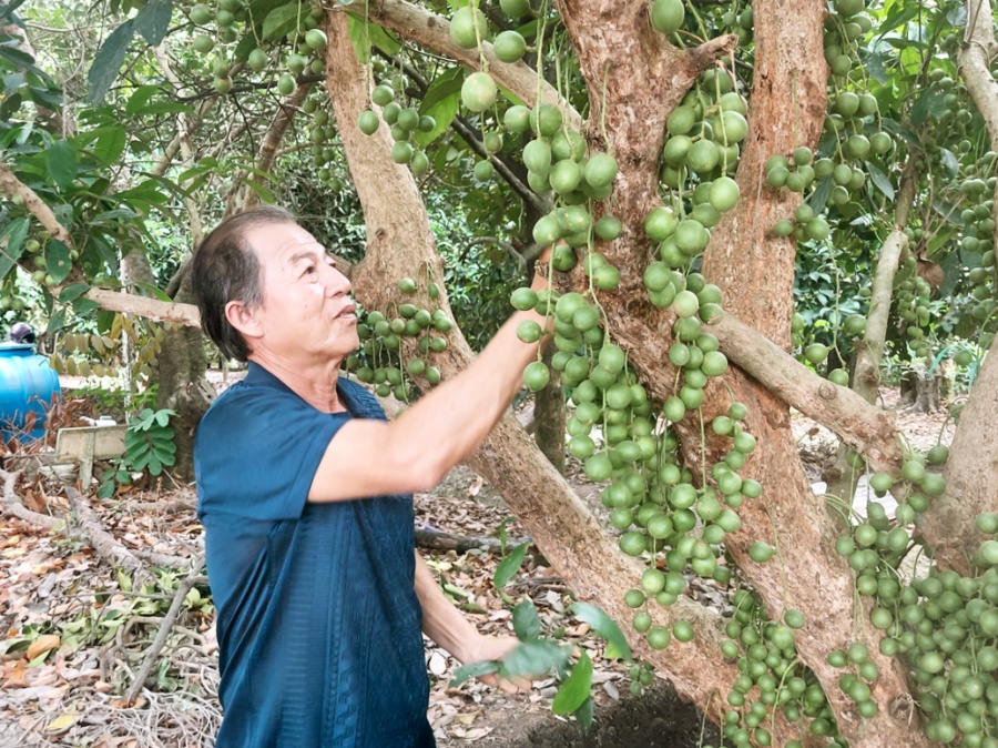 Ông Đỗ Văn Tuấn đang chăm sóc vườn cây ăn trái để đón khách du lịch - ẢNH: S.V.