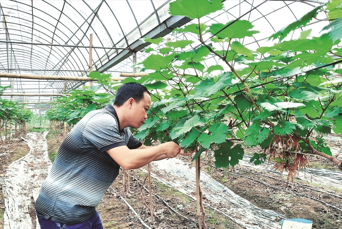 Lục Yên (Yên Bái): Hướng tới sản xuất nông nghiệp an toàn