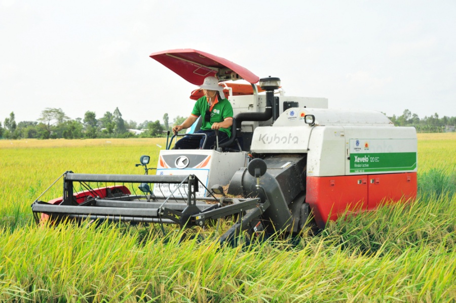 Thu hoạch lúa bằng máy gặt ở An Giang