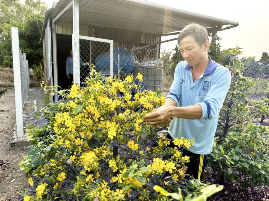 Ông Trần Ngọc Sang là một trong những nông dân đầu tiên trồng mai vàng ở xã Bình Lợi, huyện Bình Chánh và hiện là 1 trong 170 “tỉ phú mai” của xã này - Ảnh: Phan Tuyền