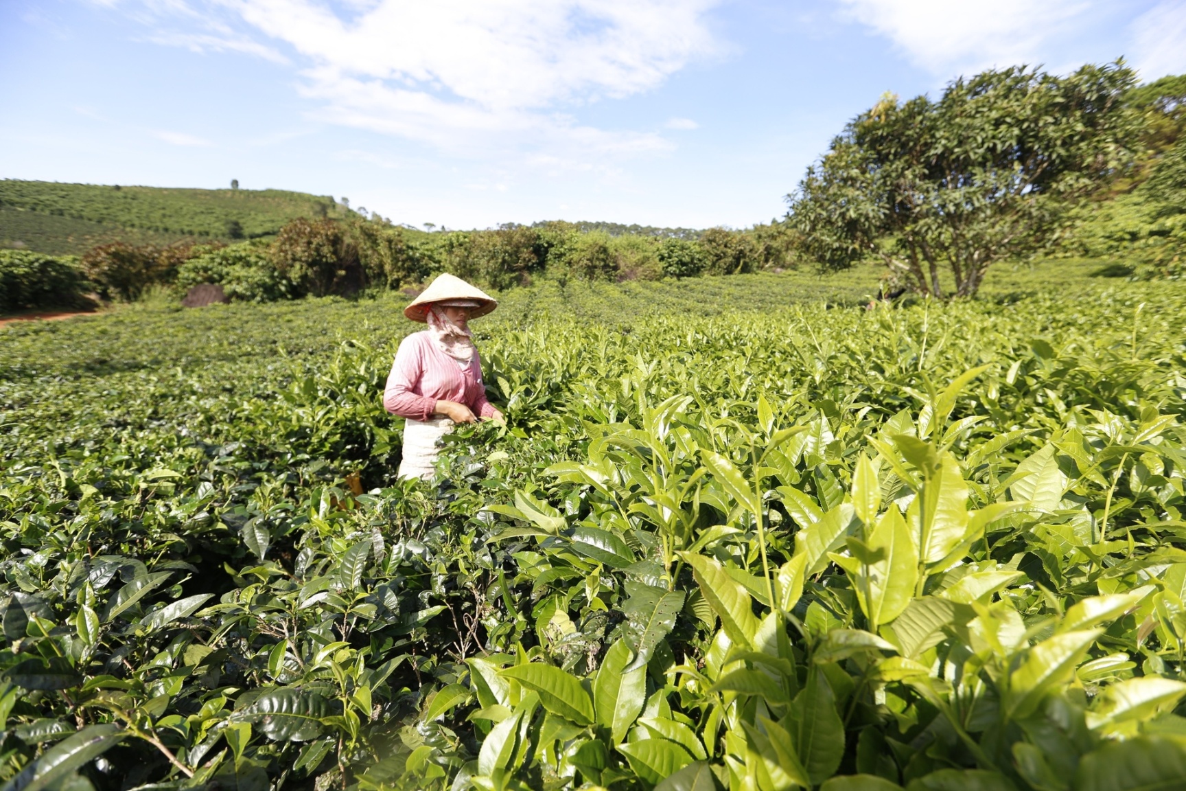 Ngành nông nghiệp tỉnh Lâm Đồng đề nghị các đơn vị sản xuất, kinh doanh không sử dụng hóa chất nhuộm chè, tăng cường quản lý chất lượng sản phẩm. Ảnh: C.T.