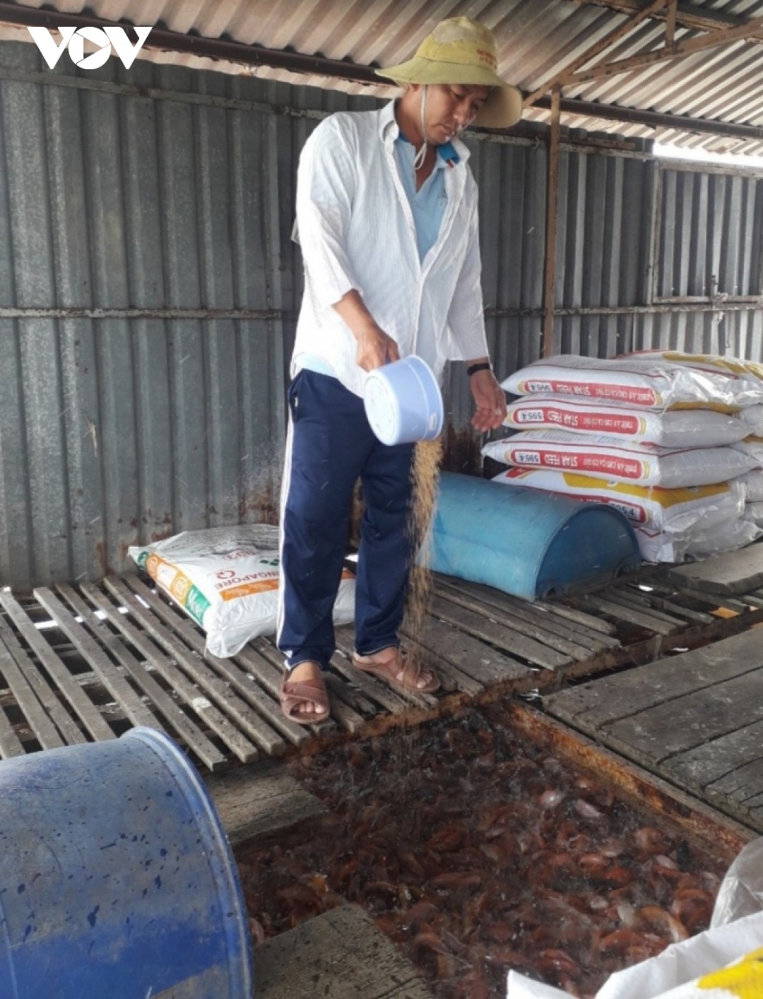 Ngư dân nuôi cá lồng bè ở tỉnh Tiền Giang yên tâm sản xuất.