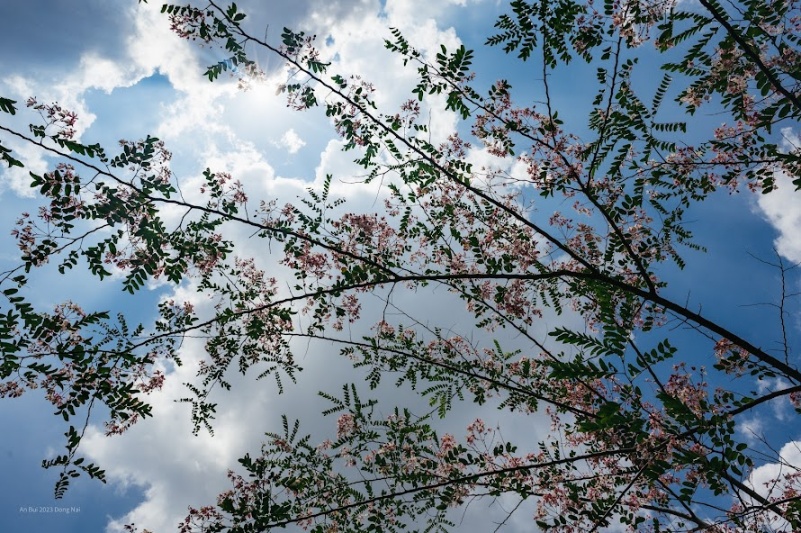 Sắc hoa đào rực rỡ, hương hoa nồng nàn, tạo cho Vườn quốc gia Cát Tiên một không gian lãng mạn rất riêng, khiến ai từng đến đây vào mùa hoa nở cũng không khỏi vấn vương.