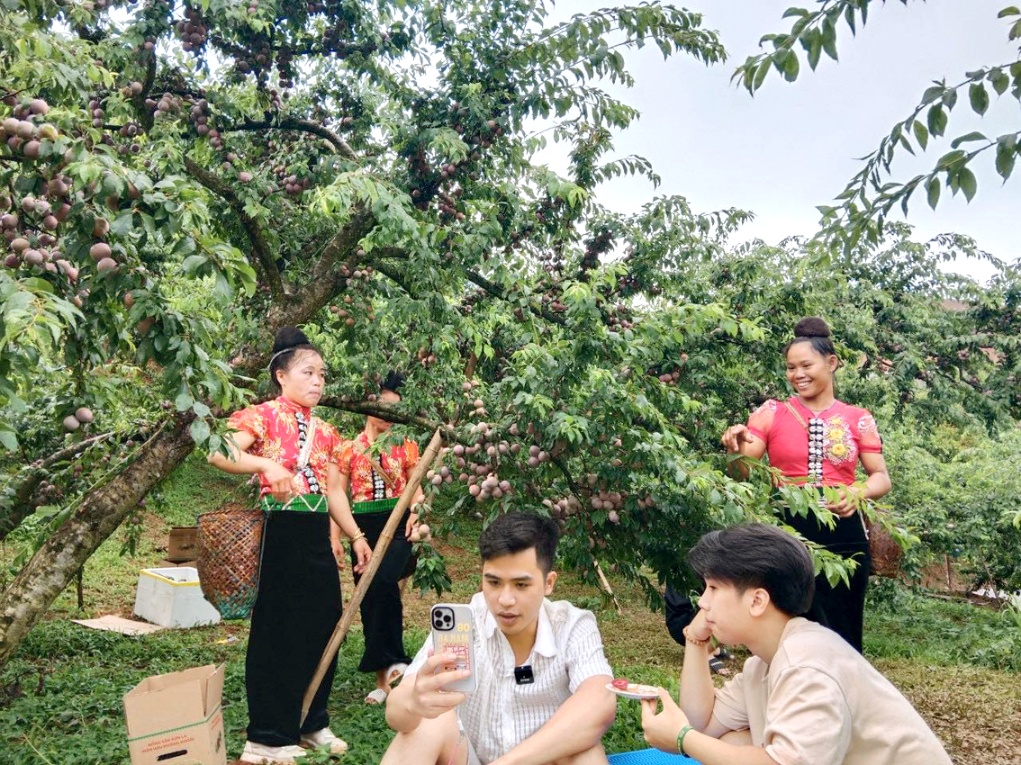 Các thành viên Hợp tác xã Noọng Piêu (tỉnh Sơn La) live stream vườn mận hậu Phiêng Khoài vào chiều 5/6 trên TikTok