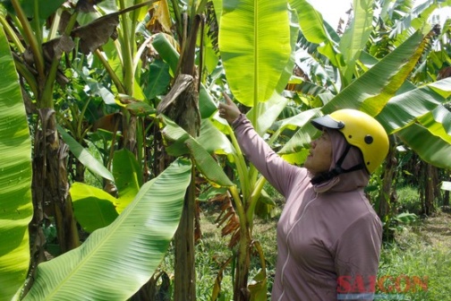 Quảng Ngãi: Suy giảm diện tích trồng chuối ngự “tiến vua”