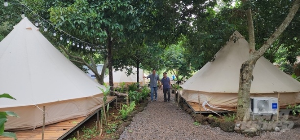 Để phục vụ du khách được tốt hơn, Cầu Dầu Glamping đã liên kết với các nhà vườn sản xuất trái cây VietGAP mở ra mô hình du lịch liên kết, du lịch trải nghiệm và lưu trú tại vườn cây thu hút rất đông du khách. Ảnh: Minh Sáng.