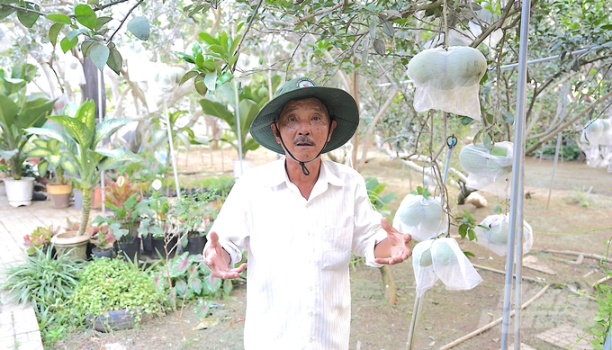 Lão nông Dương Văn Minh nổi tiếng ở cù lao Bạch Đằng vì không chỉ có kiến thức, tạo ra vườn bưởi đẹp nhất cù lao, mà còn là người nâng tầm giá trị trái bưởi, tăng thu nhập. Ảnh: Hồng Thủy.
