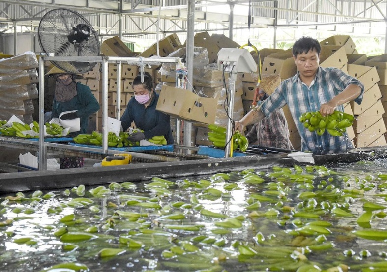 Kiểm tra, phân loại chuối trước khi đóng gói được thực hiện một cách chặt chẽ…