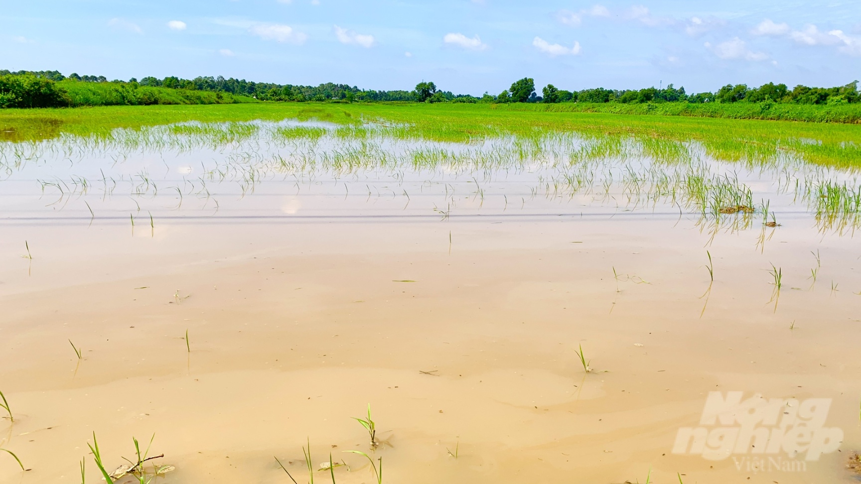 311 hecta lúa của nông dân Trà Vinh bị ngập úng do những trận mưa kéo dài nhiều ngày. Ảnh: Hồ Thảo.