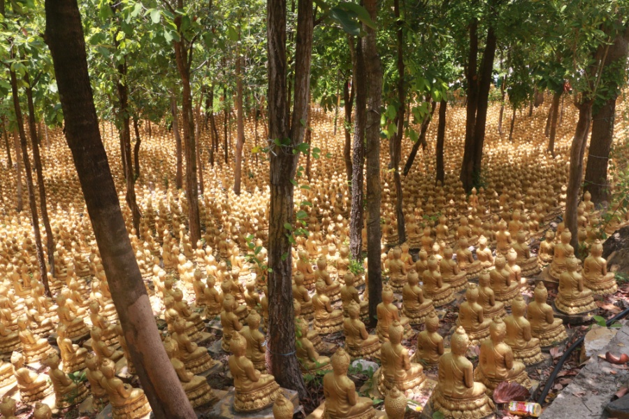 hàng chục ngàn tượng Phật ngồi thiền định dưới những tán cây