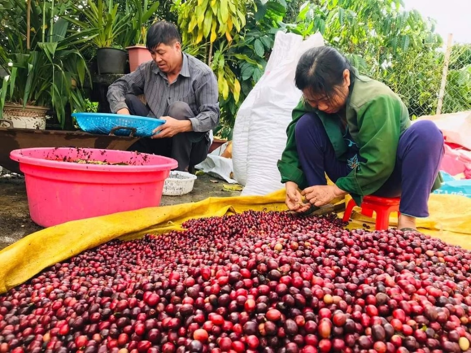 Cà phê là mặt hàng nông sản chủ lực của tỉnh Kon Tum. Ảnh: Tuấn Anh.
