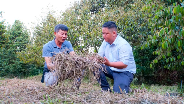 Thảm cỏ của trang trại sầu riêng Huỳnh Quới vừa được cắt để chuẩn bị cho mùa mưa tới. Ảnh: Trần Trung.