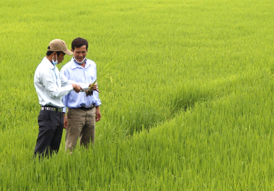 Long An: Chú trọng dự báo tình hình sinh vật gây hại trên cây trồng
