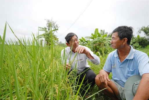 Ông Cua (trái) vẫn đang hàng ngày tiếp tục nghiên cứu, duy trì, hoàn thiện những đặc tính tốt nhất cho giống lúa ST. Ảnh: Minh Đãm.