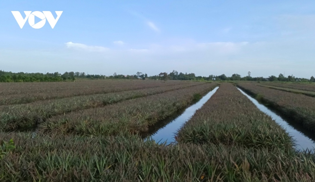 Cây khóm "chinh phục" vùng Đồng Tháp Mười