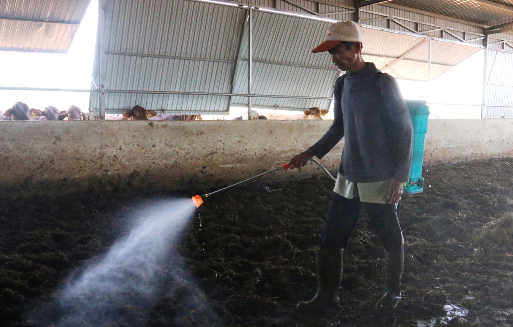Trang trại bò VietGAP của anh Hiếu tạo công ăn việc làm cho hơn 10 lao động nghèo tại địa phương. Ảnh: Quang Yên.