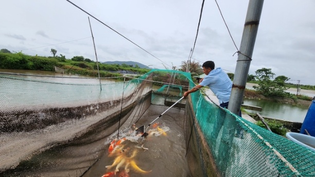 Mô hình nuôi cá chép Koi đang được hàng trăm hộ dân ở Hải Phòng phát triển mạnh vì có giá trị kinh tế cao. Ảnh: Võ Việt.