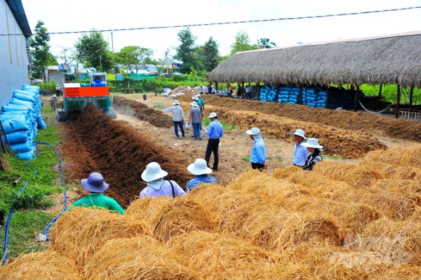 Hiện một số HTX ở TP Cần Thơ đã sản xuất được phân bón hữu cơ từ rơm với công nghệ được hỗ trợ bởi IRRI để bán ra thị trường. Ảnh: Lê Hoàng Vũ.