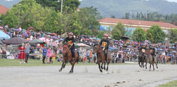 Việc nuôi ngựa hàng hóa sẽ giúp tạo nguồn ngựa dồi dào cho hoạt động hội đua ngựa truyền thống của huyện Bắc Hà. Ảnh: Xuân Cường.