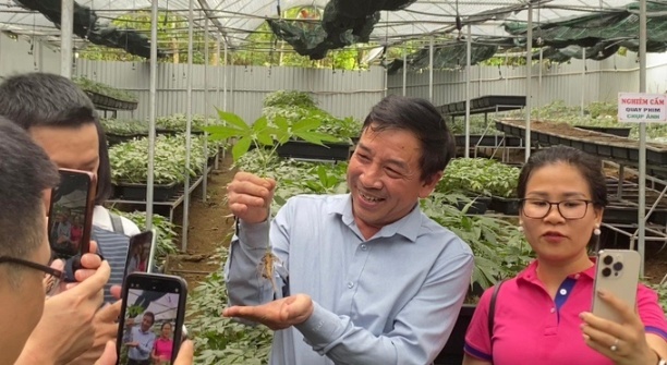 Người dân Lai Châu giới thiệu với du khách và quảng bá trên mạng xã hội sản phẩm sâm trồng tại địa phương. Ảnh: T.L.