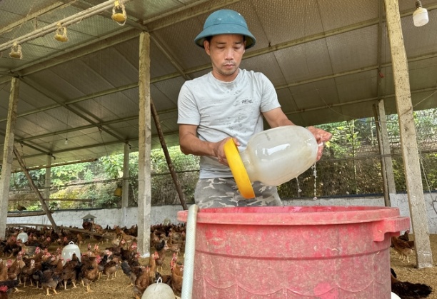 Anh Nguyễn Văn Trọng, thành viên HTX Gà đồi Đông Thịnh bổ sung các chất điện giải vào nước uống cho gà. Ảnh: Quang Linh.