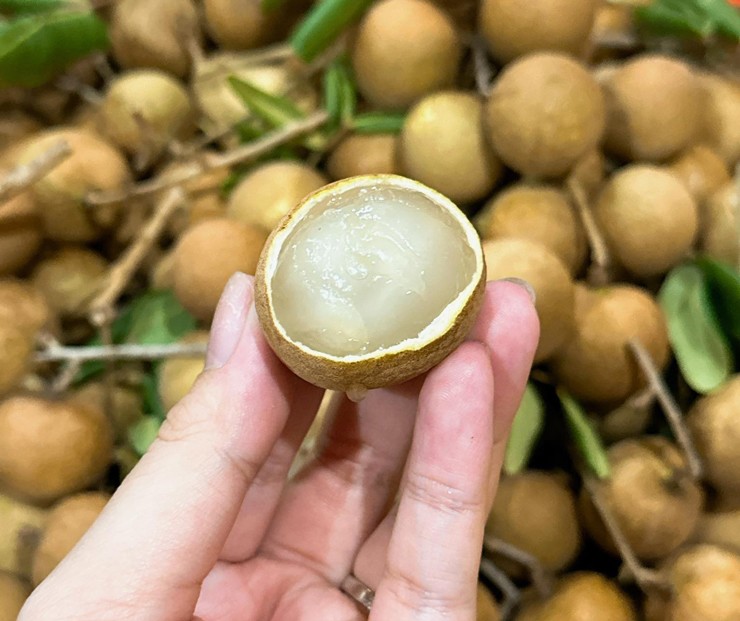 Trồng loại nhãn có tên độc đáo, nhà vườn ngày thu cả tạ vẫn không đủ bán