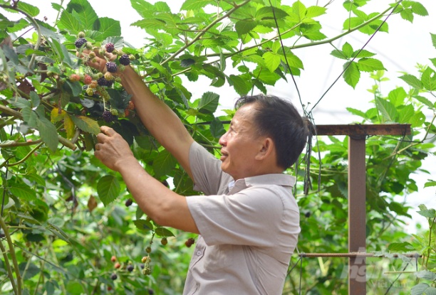 Mỗi tháng, 1ha phúc bồn tử cho gia đình ông Vũ Văn Minh thu hoạch 600 - 700kg trái chín. Ảnh: Minh Hậu.