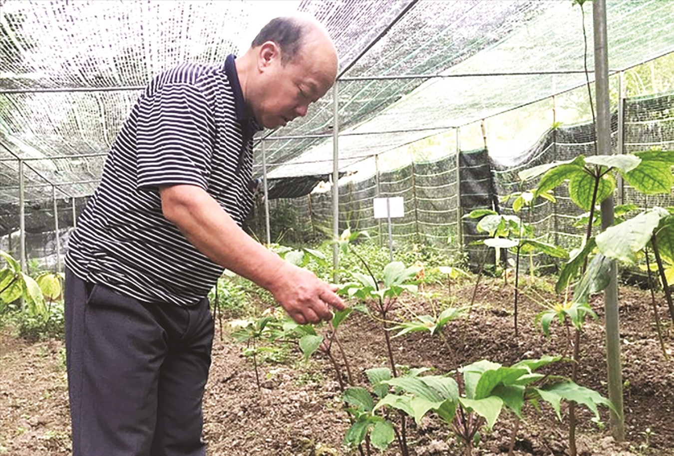 Ông Lầu Bá Xồng, Tổng Giám đốc Công ty Dược liệu Mường Lống đóng tại xã Mường Lống (Kỳ Sơn) bên vườn sâm 7 lá 1 hoa mà Công ty đang trồng thử nghiệm.