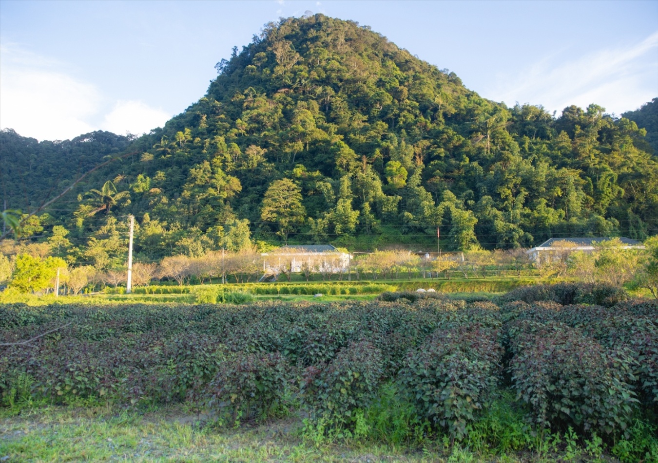 Trồng dược liệu dưới tán rừng ở Mường Lống (Kỳ Sơn).