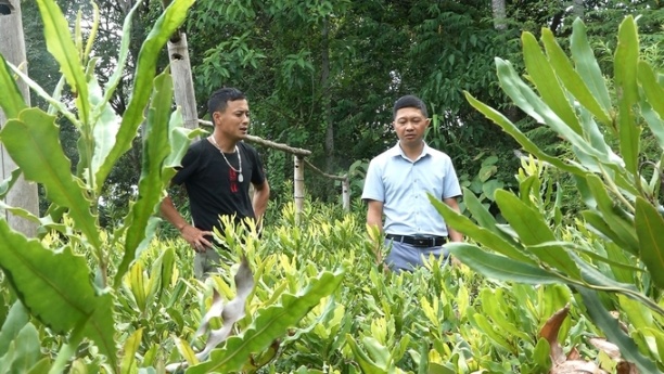 Anh Phạm Đăng Đại ở thị xã Nghĩa Lộ đã xây dựng vườn ươm mắc ca giống để bán cho người dân. Ảnh: Thanh Tiến.