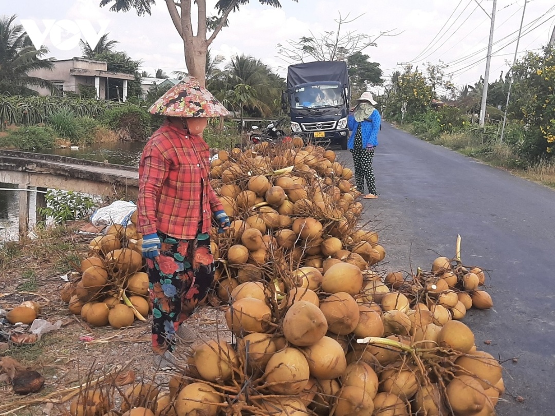 Trái dừa tươi trồng theo kiểu truyền thống đang rớt giá thê thảm.