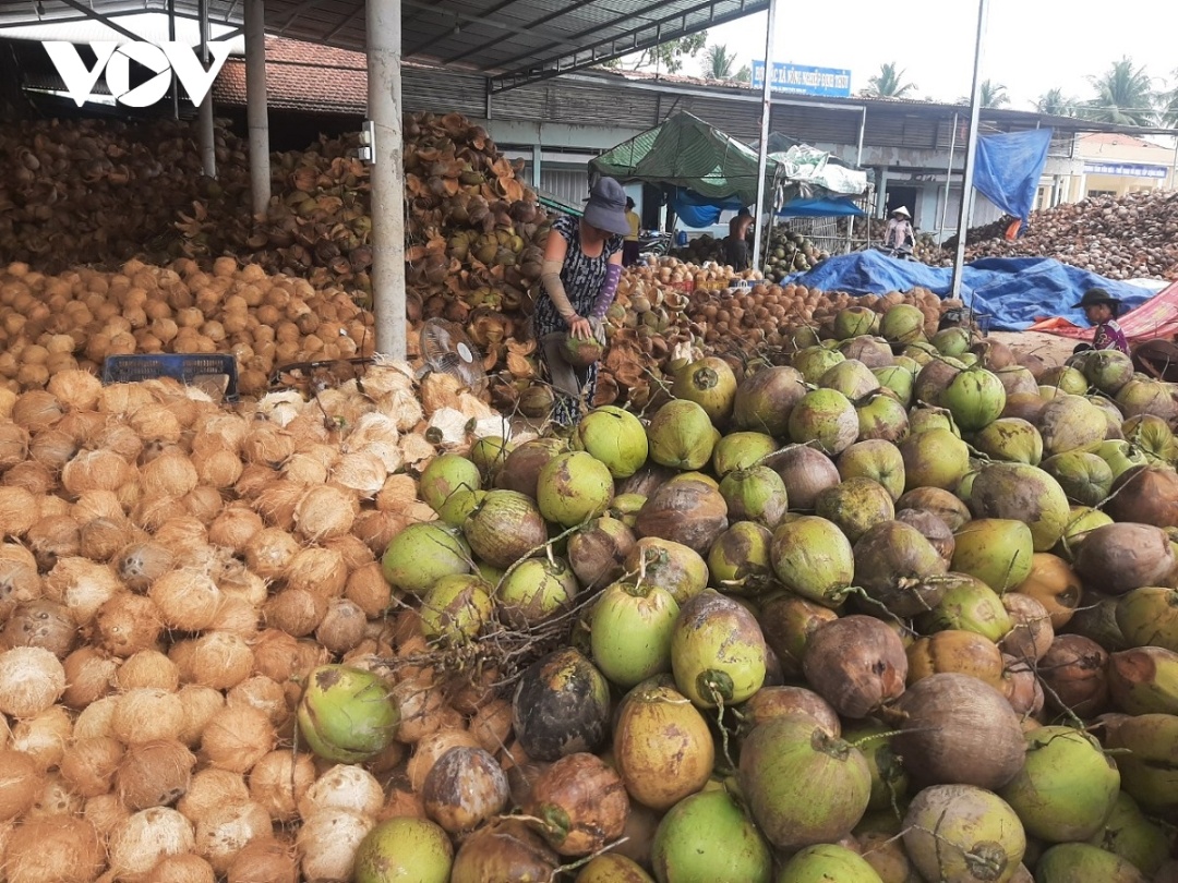 Trái dừa hữu cơ tại tỉnh Bến Tre đang giữ giá ổn định, nhà vườn có lãi.