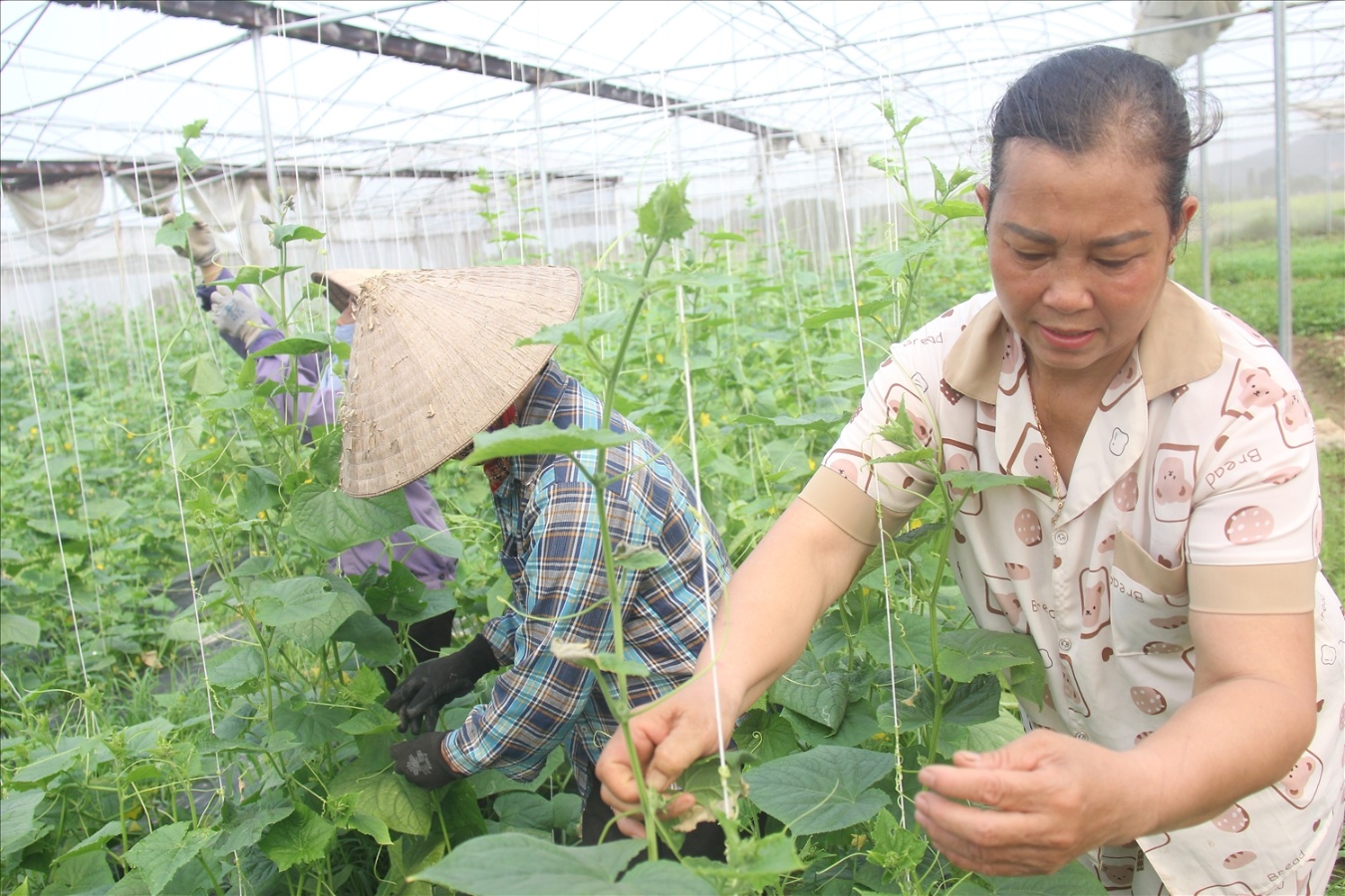 Vườn dưa leo trong nhà màng của HTX Dịch vụ nông sản sạch Bắc Giang.