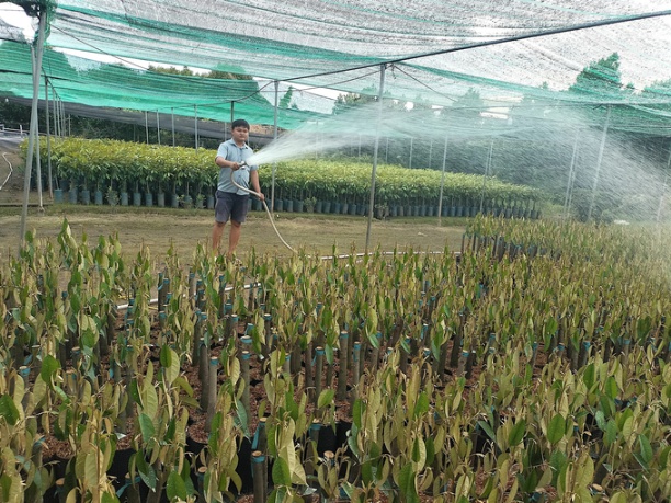 83% diện tích đất sản xuất nông nghiệp trên địa bàn tỉnh Bến Tre đảm bảo đủ nước tưới, tiêu úng. Ảnh: Minh Đảm.