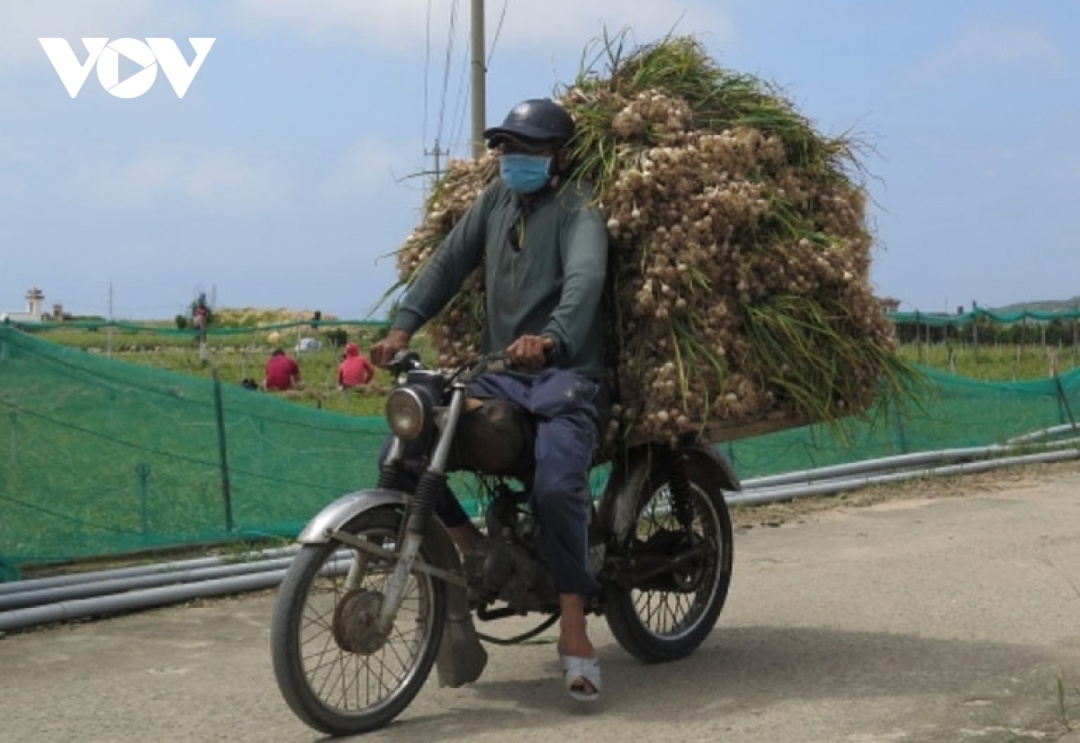 Nông dân Lý Sơn thu hoạch tỏi.