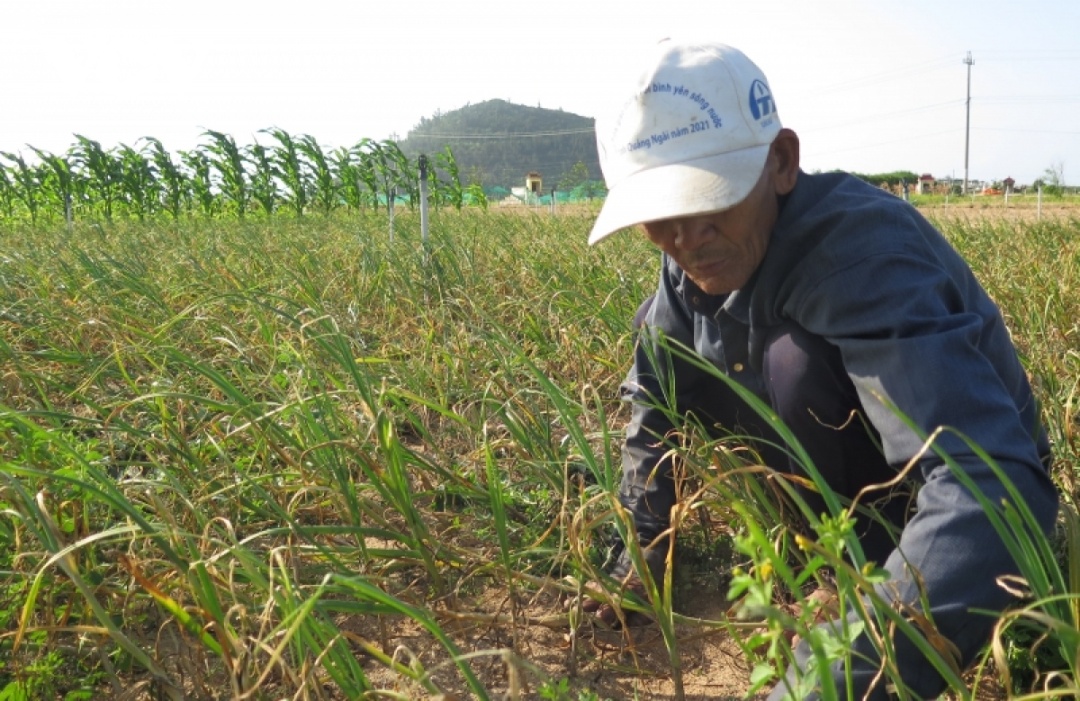 Người dân Lý Sơn chăm sóc tỏi.