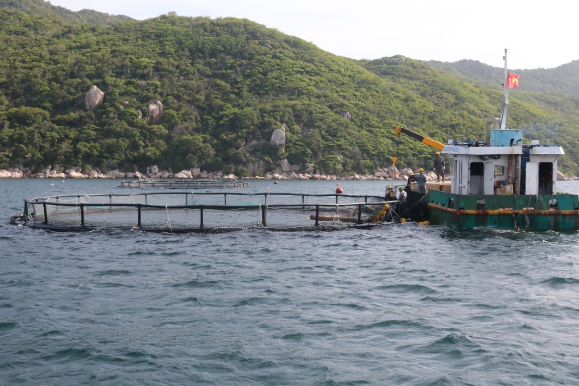 Khánh Hòa là một trong những tỉnh có tiềm năng phát triển nuôi biển. Ảnh: KS.