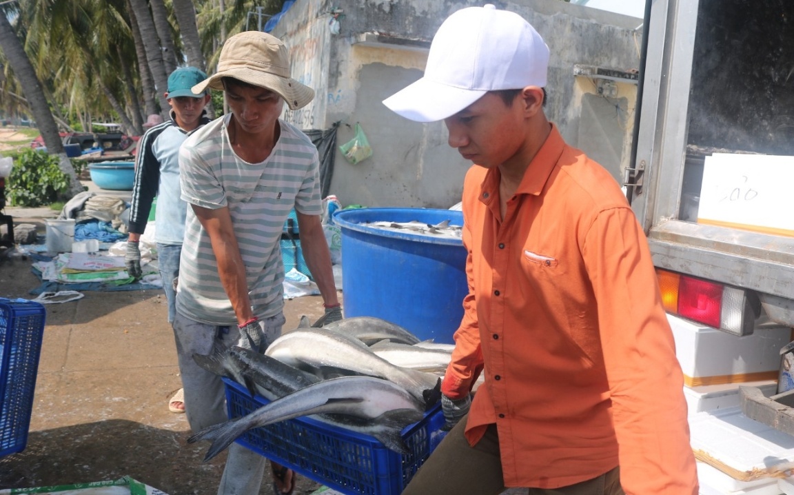 Thu hoạch cá bớp tại huyện Vạn Ninh, tỉnh Khánh Hòa. Ảnh: KS.
