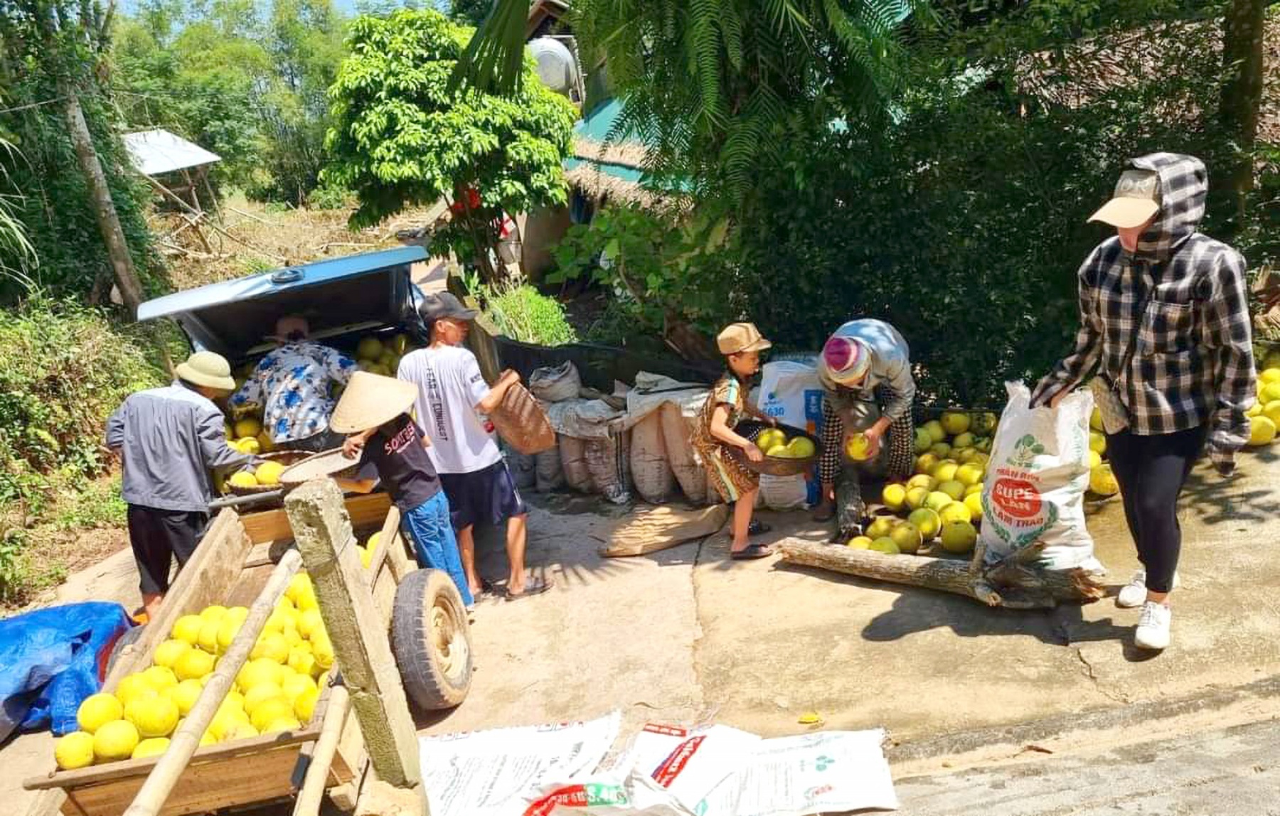 Từ cuối tháng 8, thương lái bắt đầu ồ ạt đổ về huyện Hương Khê thu mua bưởi Phúc Trạch - Ảnh: Khánh Trung