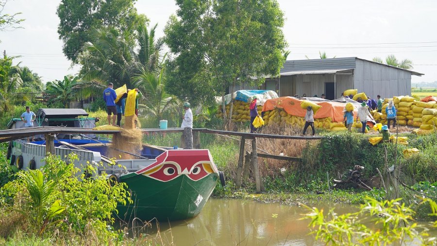 lua gao nn Vinh Hung Long An.jpg