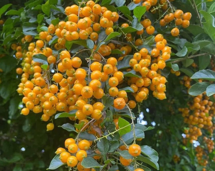 Loại cây thường làm bờ rào ở quê, dân cắt cành về bán hơn trăm nghìn/bó