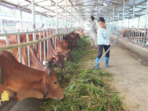 Trang trại nuôi bò nái sinh sản tại Công ty Cửa Đông ở xã Trung Thành (huyện Tràng Định, Lạng Sơn). Ảnh: Lê Bền.